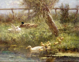 Ducks and ducklings